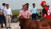 Video: Trao tặng bò giống cho hộ nghèo huyện Quốc Oai
